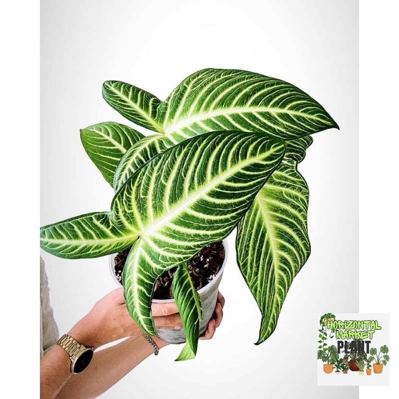 Alocasia Xanthosoma Lindenii / keladi zebra /caladium santosoma lindeni / Alocasia belang zebra