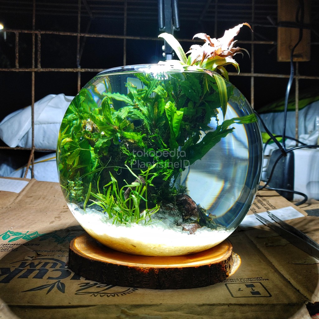 Aquascape Bowl - Fullset Cryptanthus Terrarium Glass Mini Aquarium Landscape Meja Indoor Display Tan