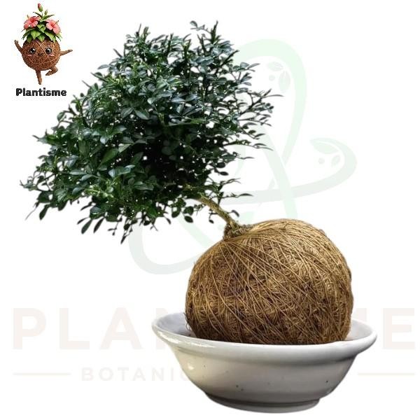 Kokedama – Kemuning Mini Murraya Paniculata Dwarf Tanaman Hias Aromatik Bakalan Bonsai untuk Indoor 