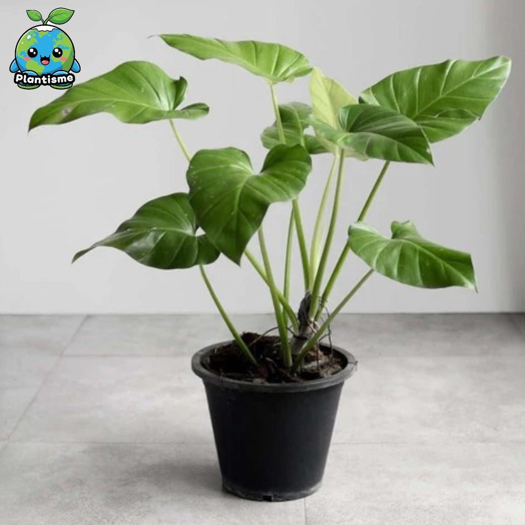 Tanaman Hias – Giant Philodendron Plant Philodendron Giganteum Aroid Elephant Ear