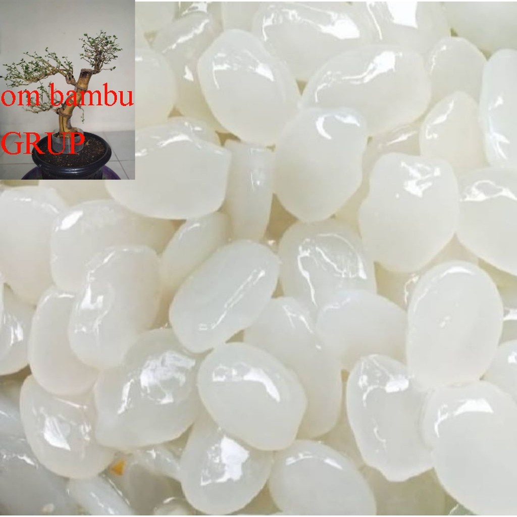 

Kolang kaling segar kolang kaling super bahan manisan 1Kg Bersih Kolang kaling medan Super