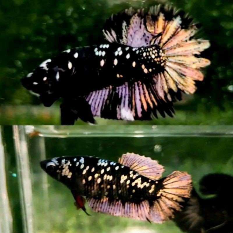 GANCI Avatar Gold Cooper Rintik Kualitas Best Seller