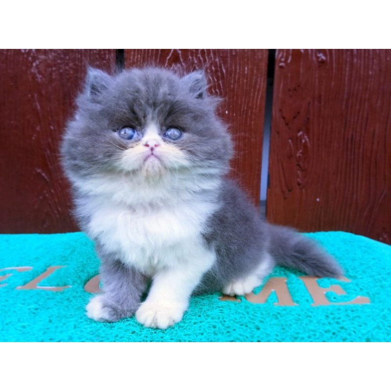 kucing Persia pesek munckin bicolor super