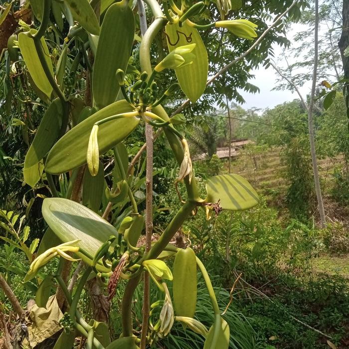 Benih bibit vanili/meter siap tanam [gratis ongkir]