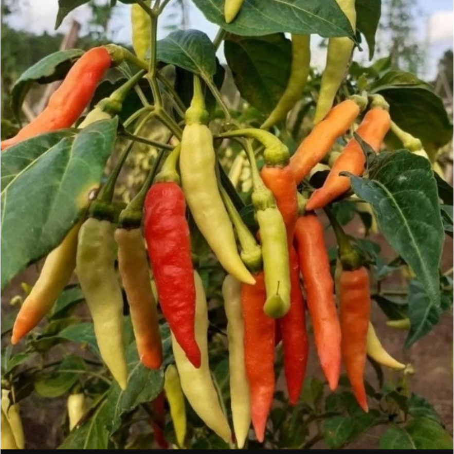 RBP BENIH BIJI Bibit Cabe Rawit VIRAL