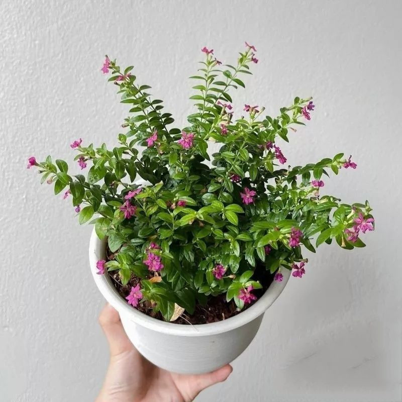 Bunga Hias Taiwan Beauty Bunga Ungu & Putih - Tanaman Hias Taiwan Beuty Bunga Ungu / Tanaman Hidup B