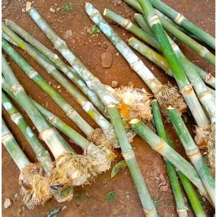 promo Bibit Bambu Petung / Bibit bambu Petung jumbo/ Bibit bambu Siap Tanam