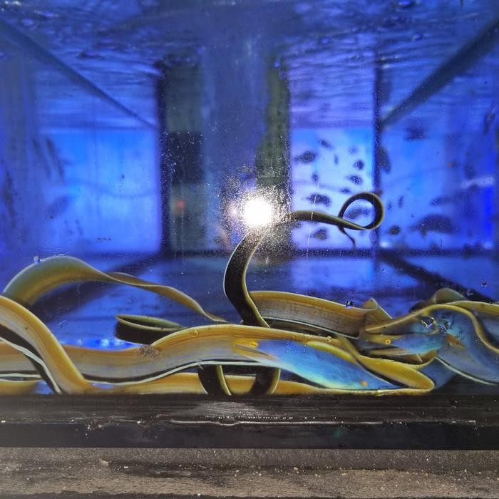 PROMO Belut pelangi - Biru