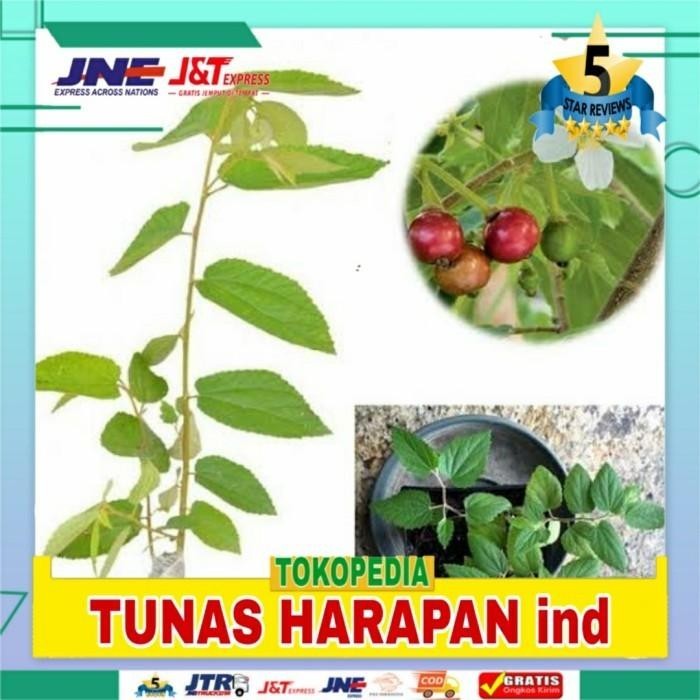 bibit buah ceri unggul