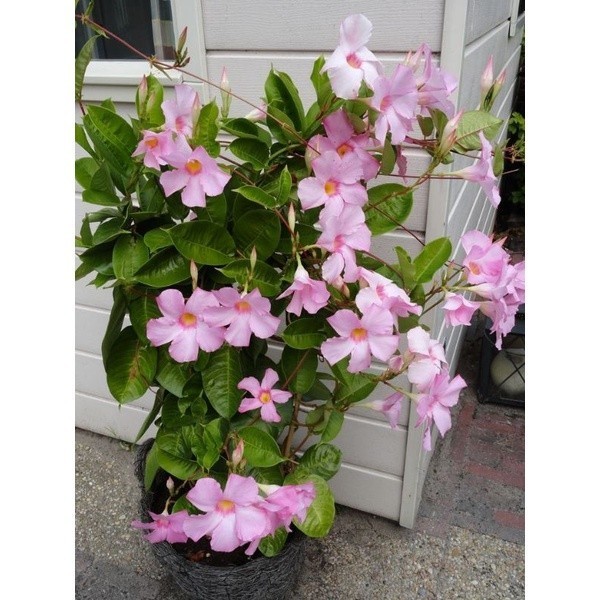 TANAMAN HIAS RAMBAT ALAMANDA MANDEVILLA BUNGA PINK-TANAMAN OUTDOOR-HIASAN DIDEPAN TERAS RUMAH-HIASAN