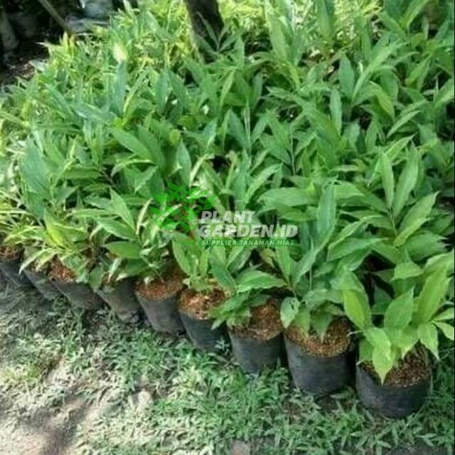 Tanaman Kecombrang Herbal - Pohon Kecombrang Honje
