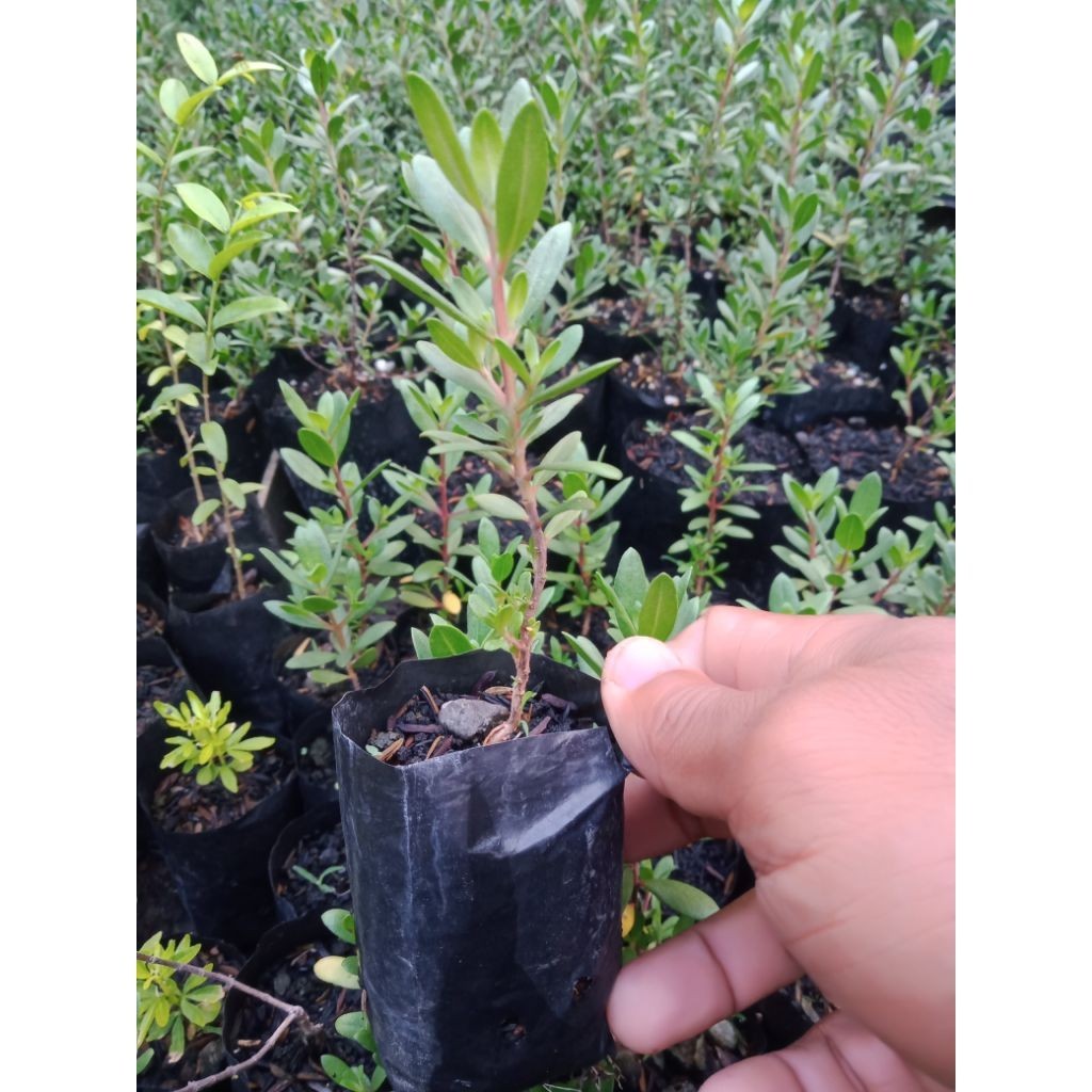 Bibit bonsai santigi karang size 5-10cm