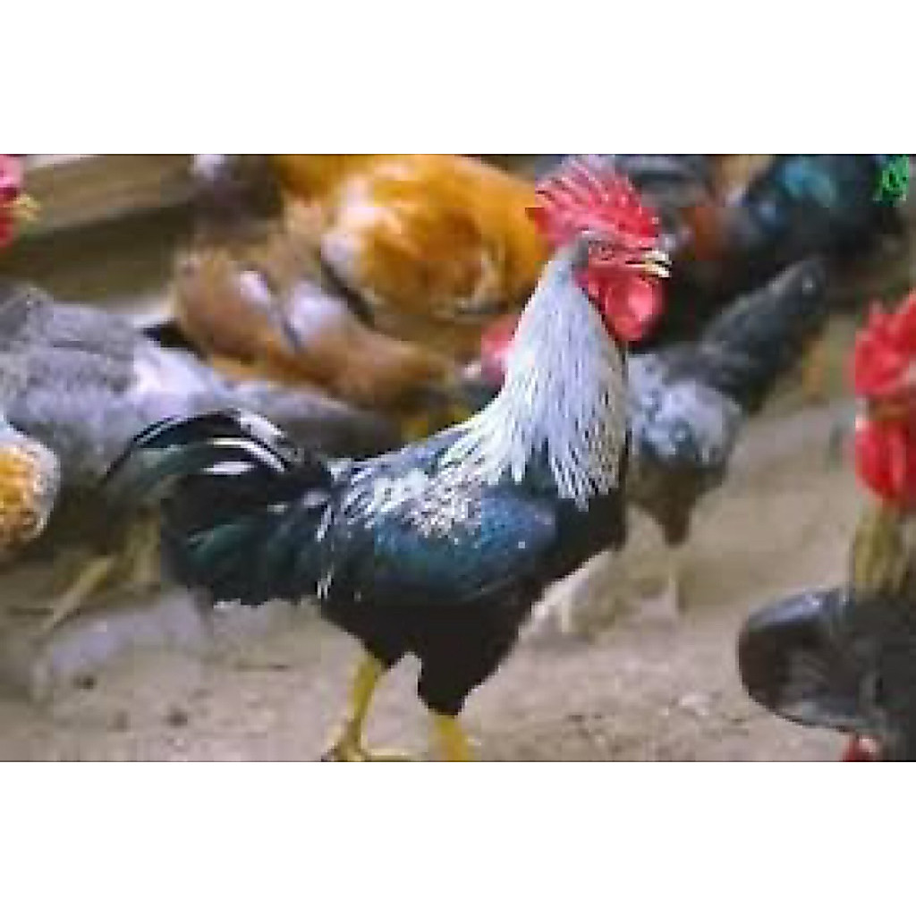 TELUR FERTIL AYAM KUB PARENT STOK INDUKAN JUMBO UNTUK DITETASKAN