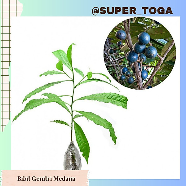 bibit jenitri medana bibit buah dewa siwa bibit genitri medana