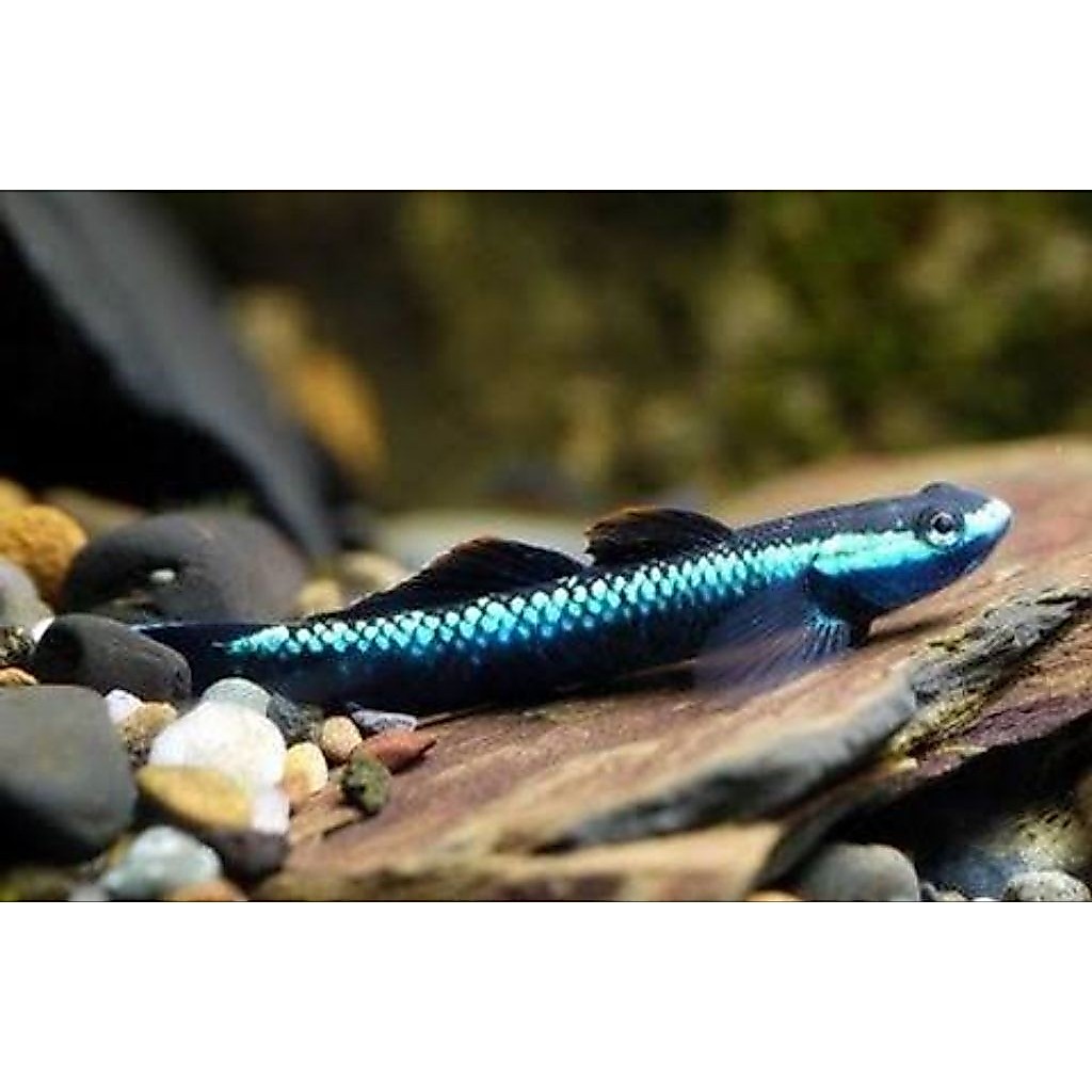 blue neon goby aquascape
