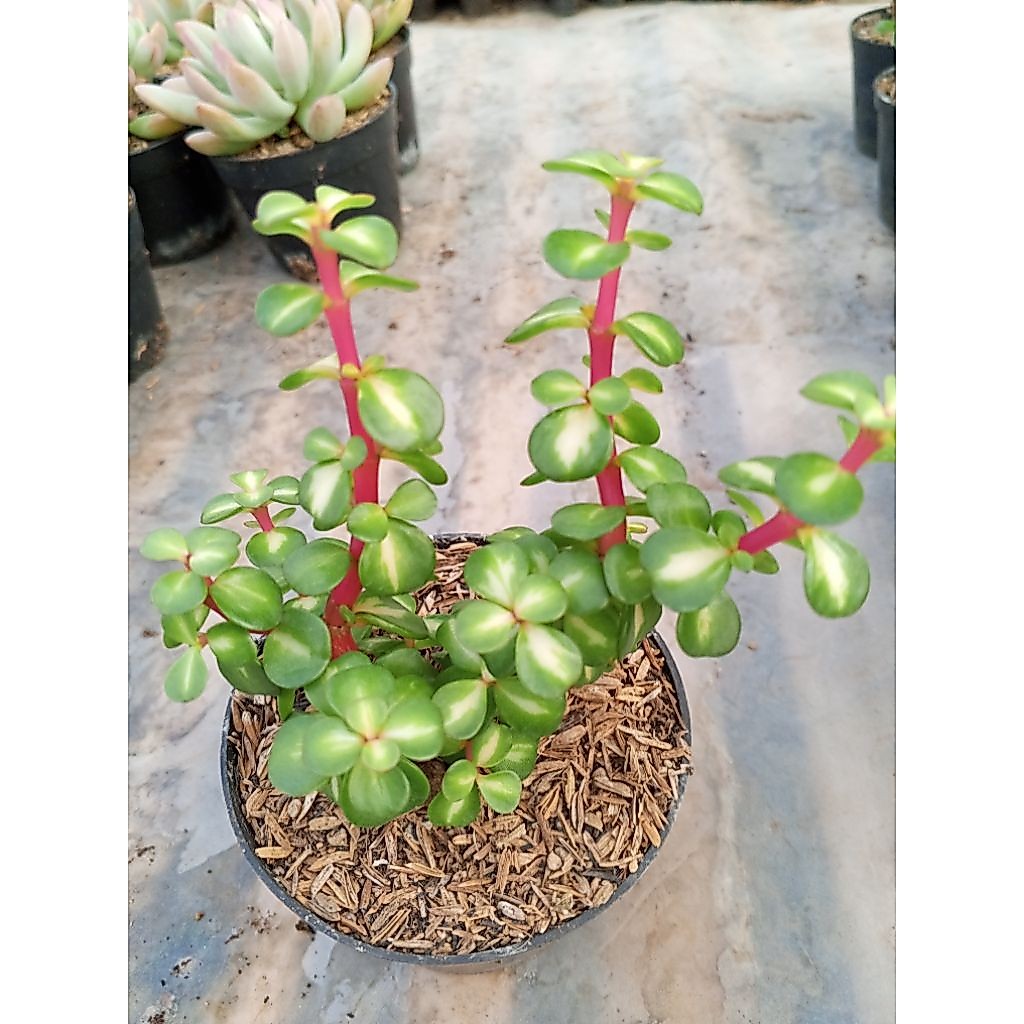 Portulacaria afra 'Mediopicta'