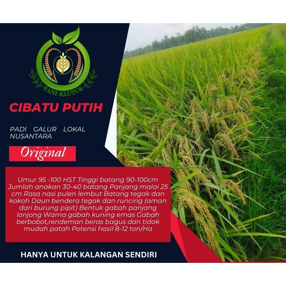 Biji Padi Unggul Cibatu Putih 5KG