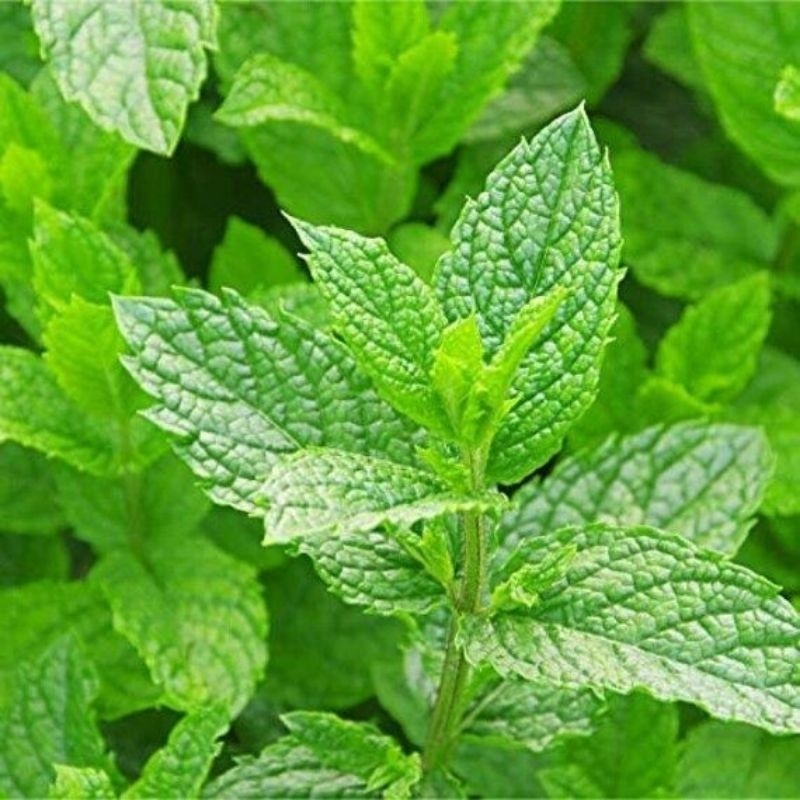 

DAUN MINT SEGAR FRES MUARAH 500 GRAM BANYAK KHASIAT NYA