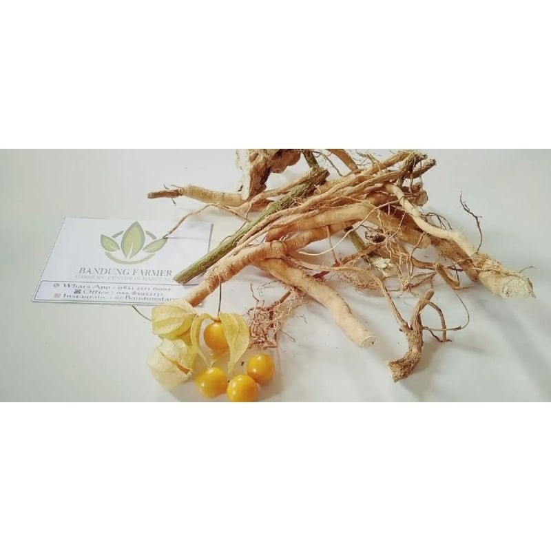 

Akar ciplukan kering khusus bagian akar100 gram