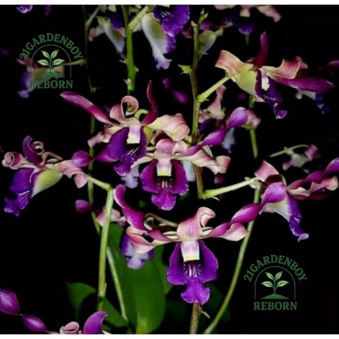 (BISA COD) Anggrek Dendrobium Bunga Keriting Pfizer Singapore pra remaja .