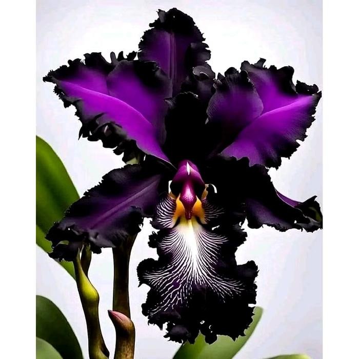 anggrek dendrobium super cantik mix//bunga anggrek dendrobium premium