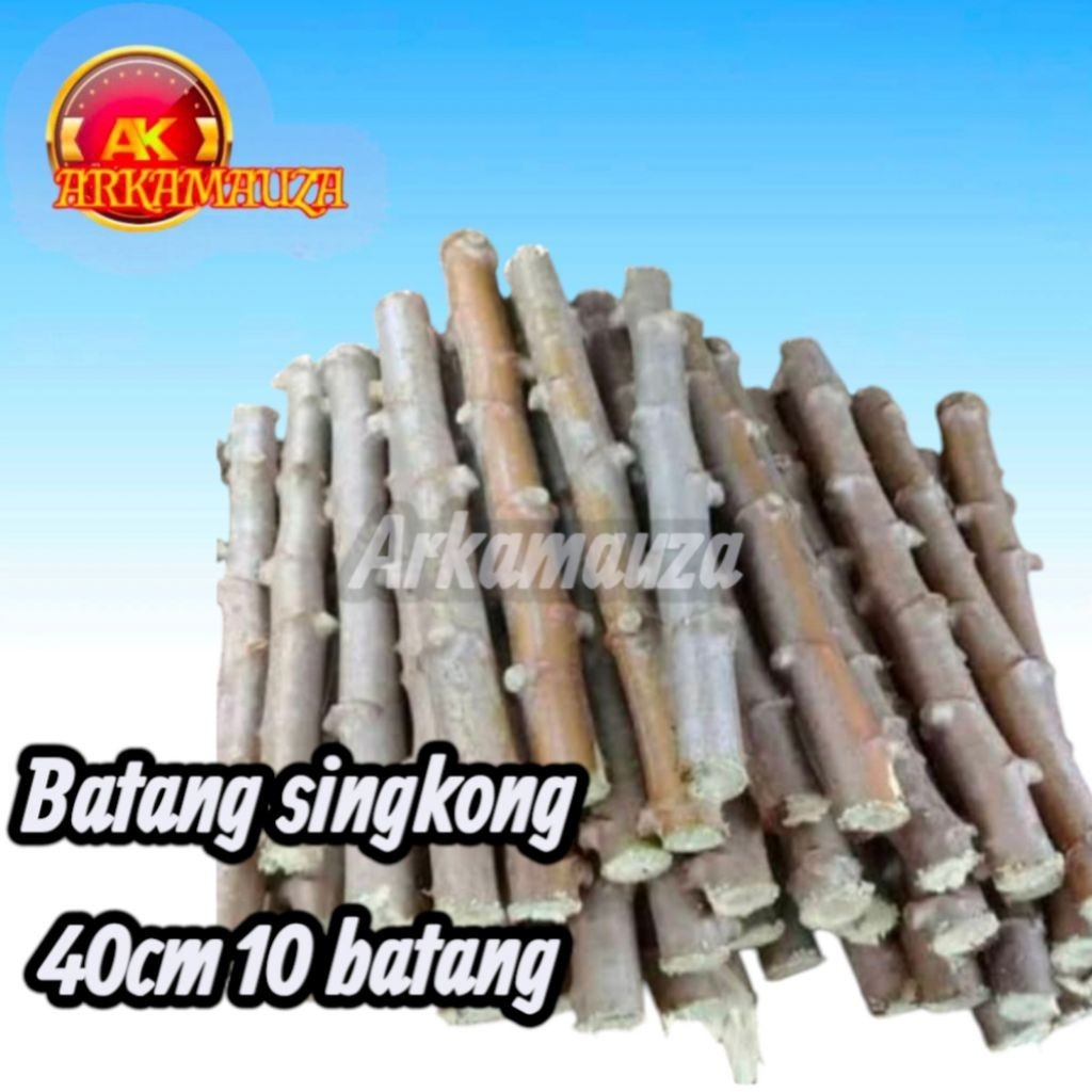 

Paket Murah Bibit Batang Singkong10 Batang Singkong Mentega Panjang 40cm