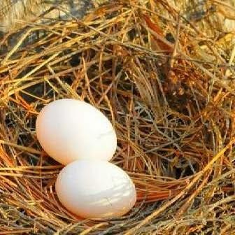 

Telur Burung Merpati - Telur Burung Dara Kolong