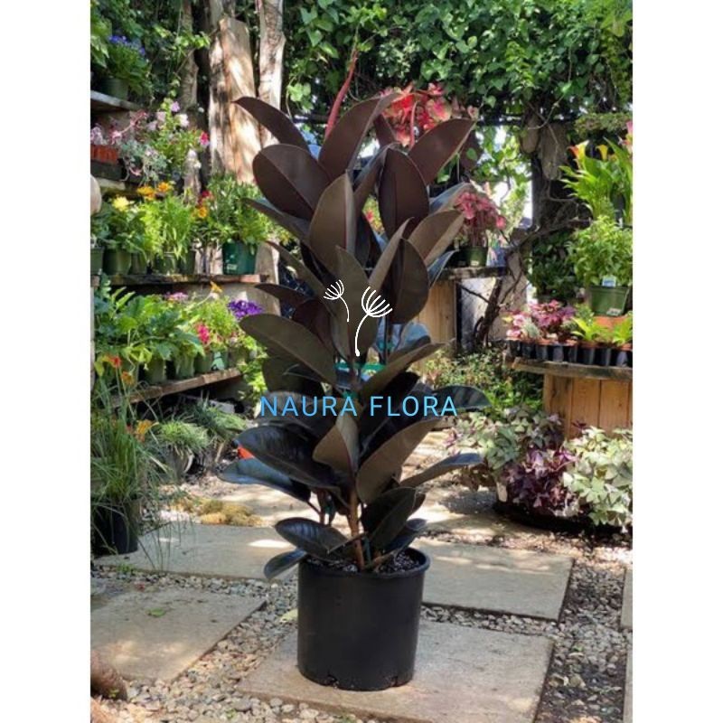 Tanaman hias karet kebo merah rubber plant ficus elastica