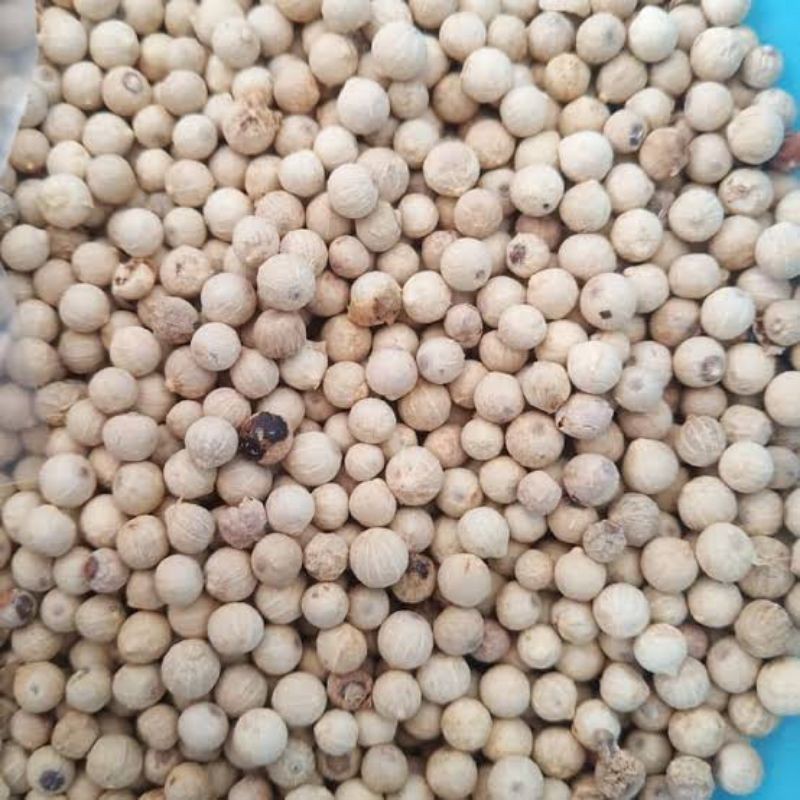 

Lada Merica Putih - ABM