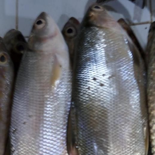 Ikan Bandeng 1 kg