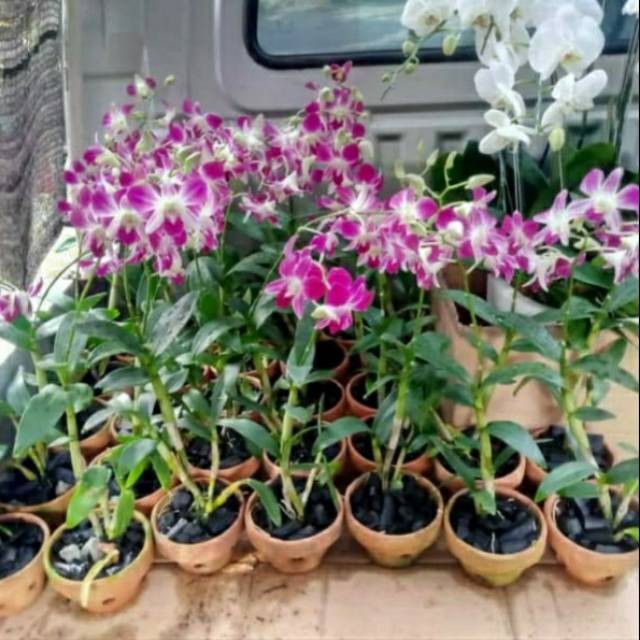 Tanaman Bunga Angrek +pot anggrek- Pohon Anggrek Asli