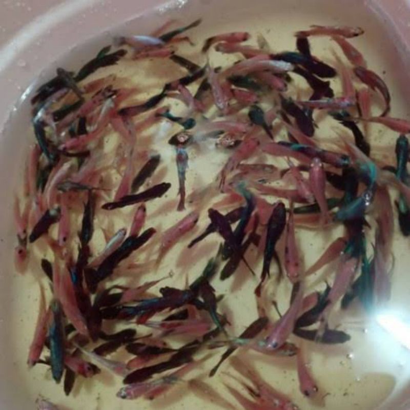 2EKOR Bibit Cpang jenis random hm,ct,multy,avatar,fccp mix BASUDARA