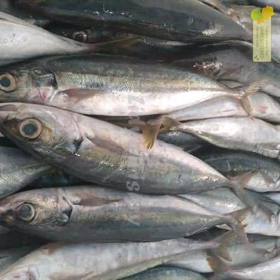 Ikan Layang 1Kg Ikan Layang Jumbo Ikan Salem Ikan Salem Segar Ikan Salem Layan Jumbo Ikan Kembung La