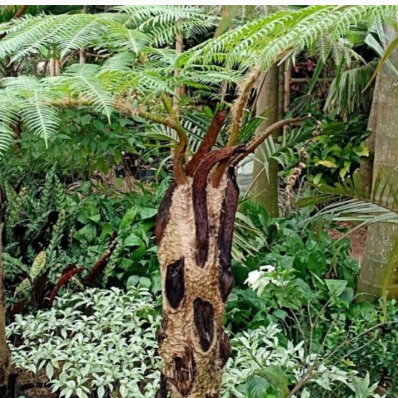 Bibit pakis monyet tinggi 50cm