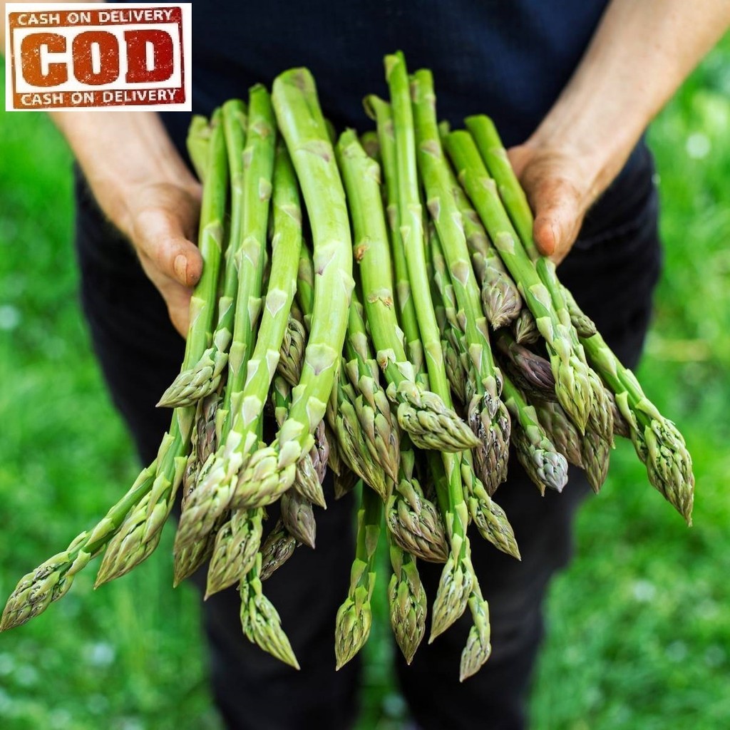 Bayar Di Tempat 20 biji / bibit / benih ASPARAGUS - asparagus super / unggul - seed sayur / bibit sa