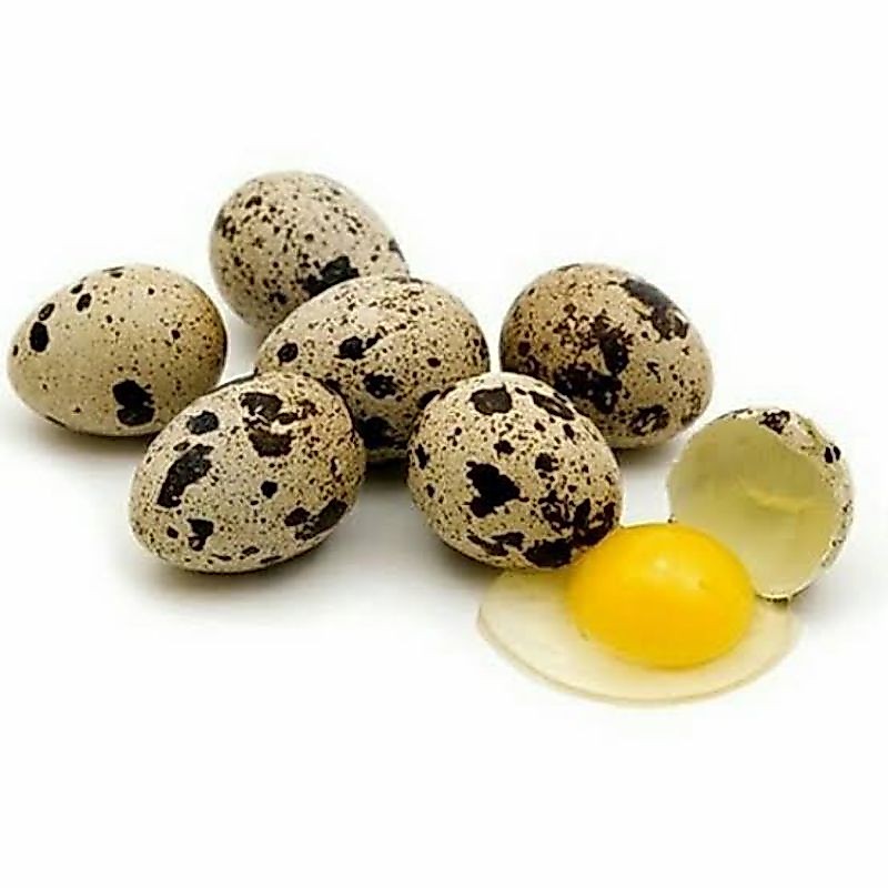 Telur Puyuh Mentah
