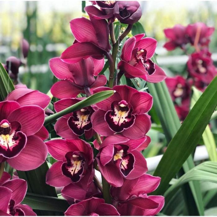 Anggrek cymbidium australia red-anggrek cymbidium hidup IB