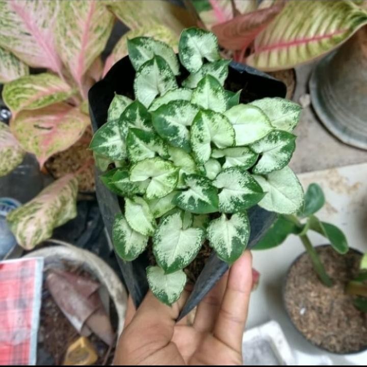 PROMO Tanaman hias syingonium mini - syingonium Pixie