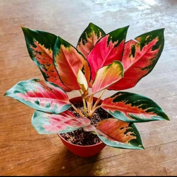 aglonema red kocin super menor   udah remaja dan jumbo - remaja - remaja