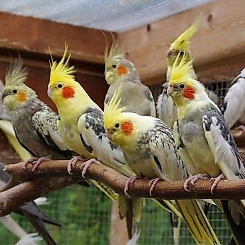 Jual Burung Falk Autralia/Falk Heavy Pied/Parkit Autralia/Falk #Gratisongkir