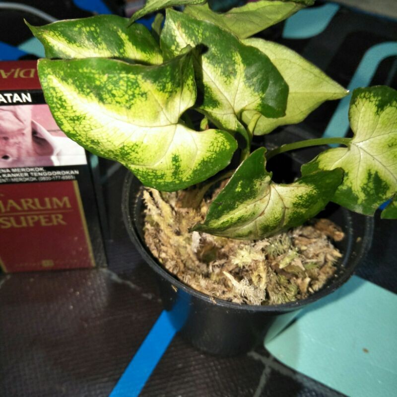 TANAMAN hias Singonium parigata Lestari Alamku