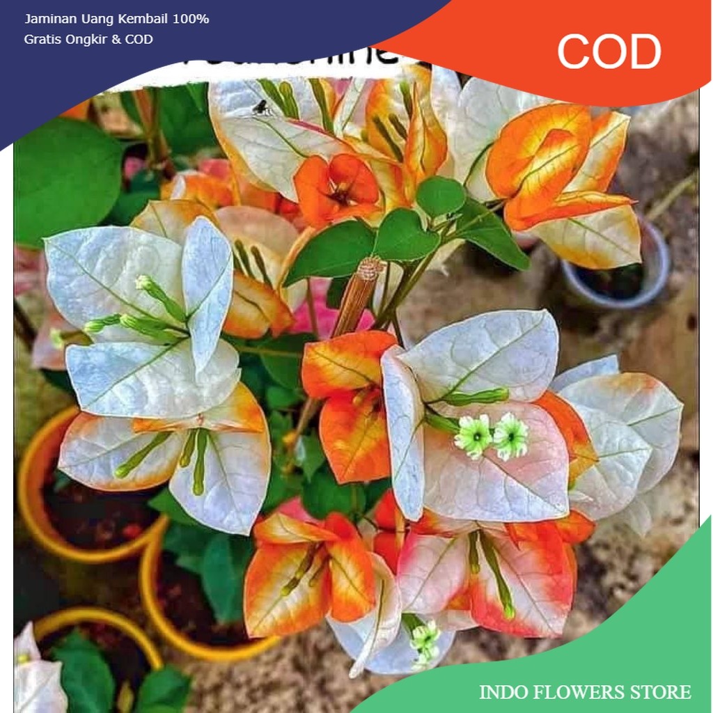 golden sunshine bougenville