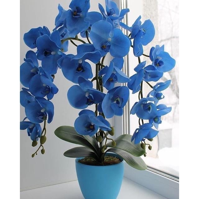 COD Seedling Anggrek Dendrobium Blue - Biru - Bunga Hias Anggrek