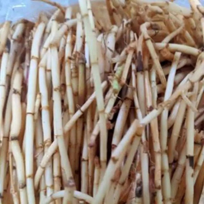 Baru Akar alang2  segar 1kg Lestari Alamku Kualitas Super