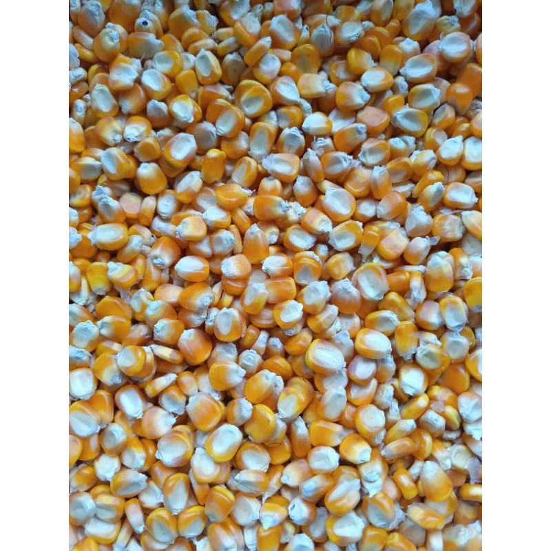 Jagung hibrida pipil 1kg benih super