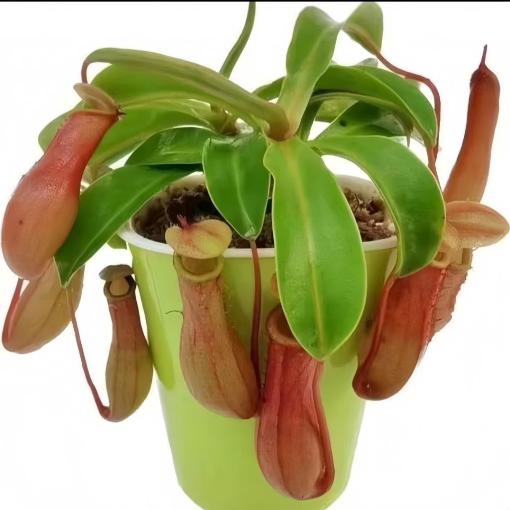 Kantong semar sudah berkantong - nepenthes Tanaman karnivora