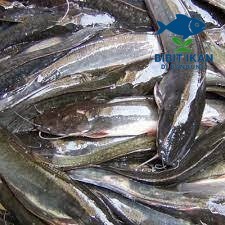 Bibit / benih ikan lele ukuran 15 - 16 cm per ekor