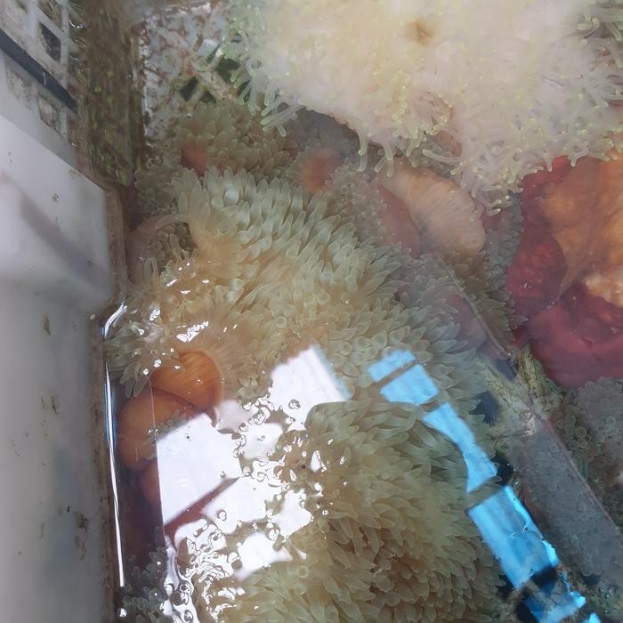 PROMO Anemon jagung hijau L