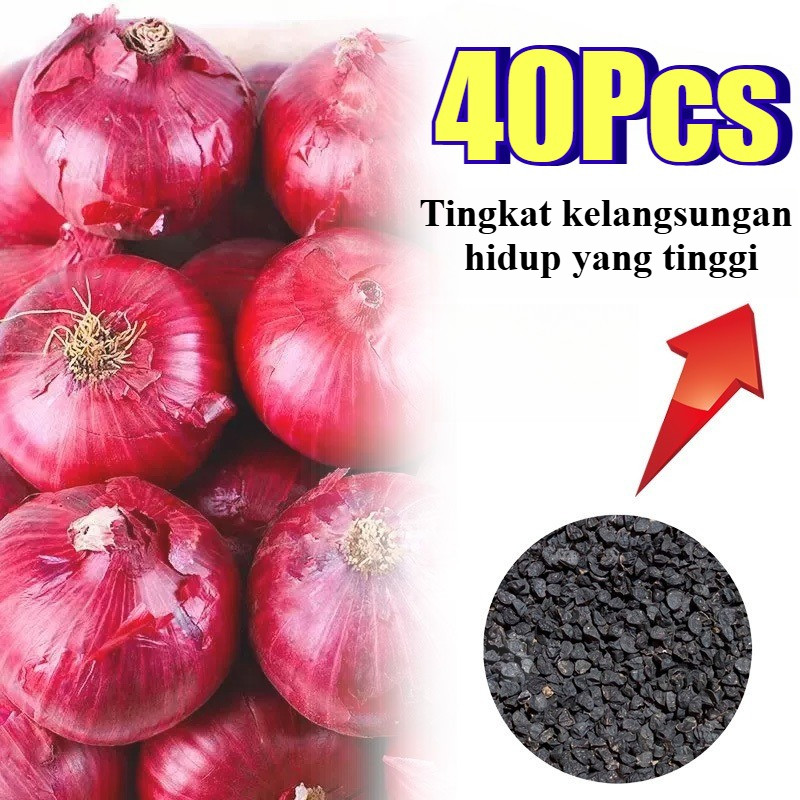 Benih Bibit Biji - Bawang Bombay Merah Red Onion Bawang Merah India Jumbo Seeds - IMPORT