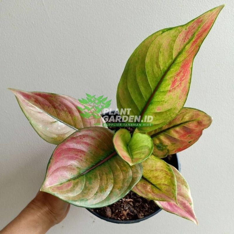 Promo tanaman hias aglonema hengheng - aglonema hengheng